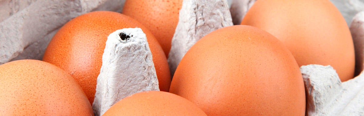 Huevos en cubeta/empaque de cartón Huevos en cubeta/empaque de cartón