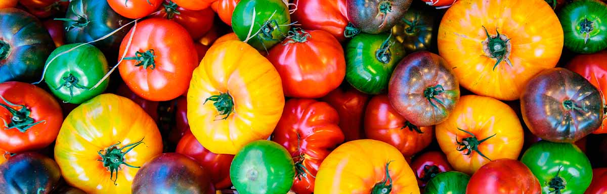 Variedad de tomates de diferentes colores Variedad de tomates de diferentes colores