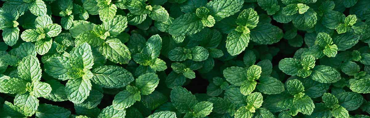 Hojas frescas de hierbas aromáticas Hojas frescas de hierbas aromáticas