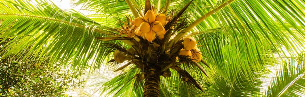 Palmera con frutos Palmera con frutos