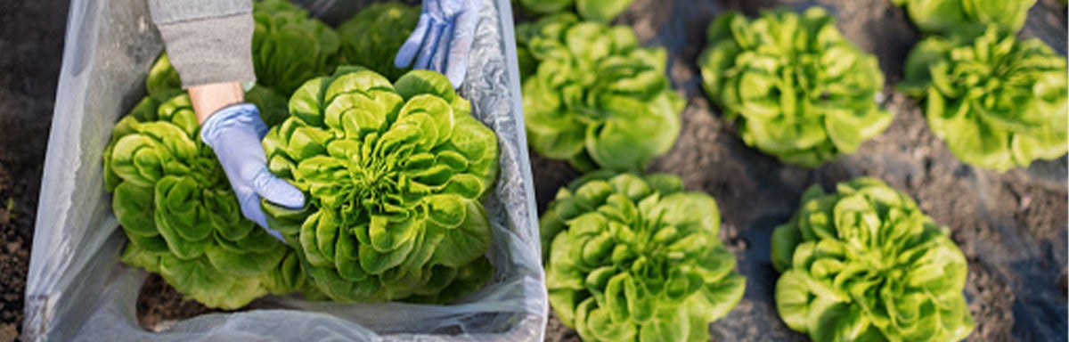 Un tipo de lechuga siendo recogida del campo. Un tipo de lechuga siendo recogida del campo.