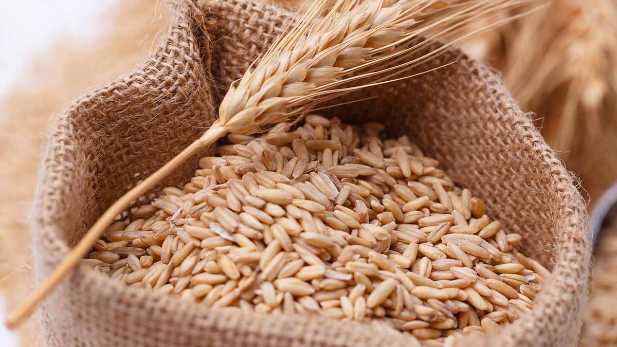 Lo que debes saber de la sémola de trigo