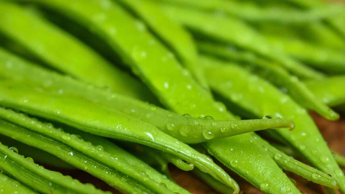 Habichuelas verdes frescas Habichuelas verdes frescas