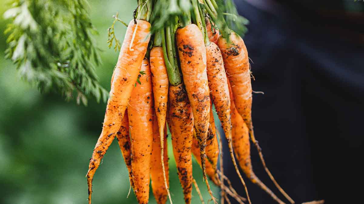 Existen muchísimas recetas con zanahoria para usarla cruda o cocinada. Existen muchísimas recetas con zanahoria para usarla cruda o cocinada.