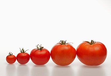 Tomates de distintos tamaños para usar en una salsa pomodoro. Tomates de distintos tamaños para usar en una salsa pomodoro.