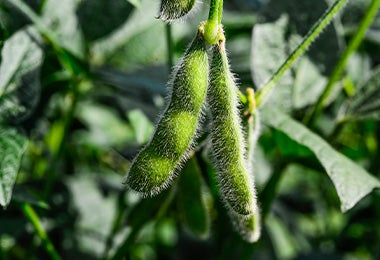 Las vainas de edamames son pequeñas y de color verde. Vaina de edamames, es decir, de granos de soya.