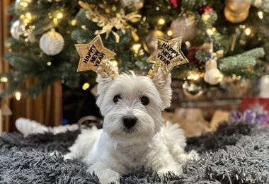 Perrito disfrutando del fin de año. Perrito disfrutando del fin de año en casa.