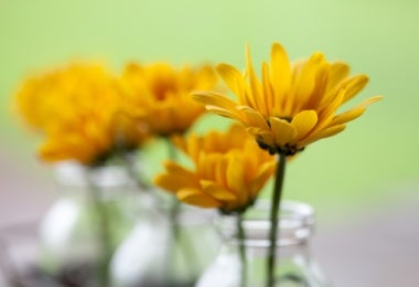 Flores frescas de manzanilla en jarrones pequeños, ideales para decorar y aromatizar recetas culinarias