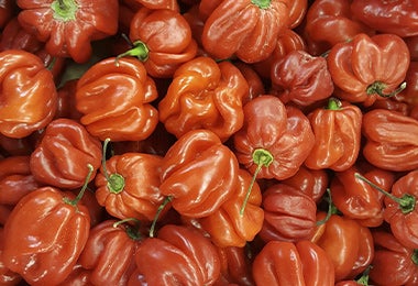 Chiles habaneros rojos para preparar ají casero