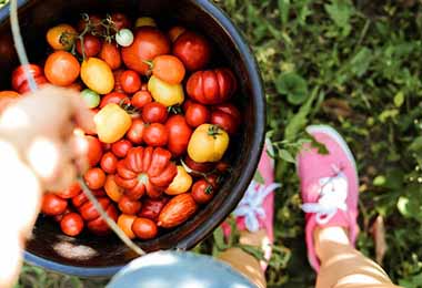 El tomate es usado en varias comidas caseras de América Latina 