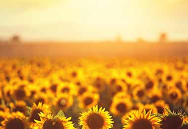 Los girasoles también son flores comestibles. 