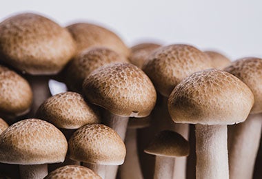 Hongos comestibles con su tallo y su sombrero.