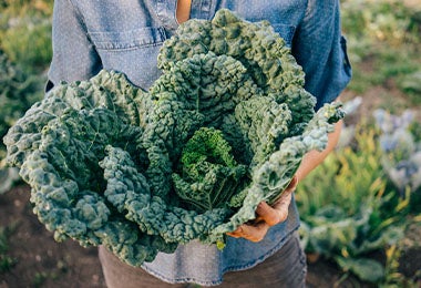 persona sujetando Kale verduras verdes 