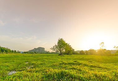 Campo con sol ideal para la deshidratación de alimentos con luz solar.