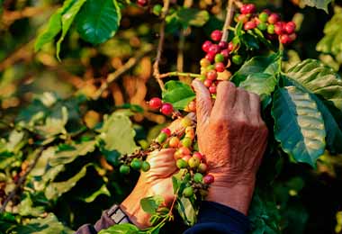  Recolectar granos en planta de café 