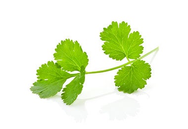 Tallo de cilantro sumamente delicado.