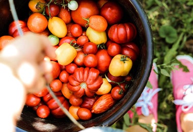 Diferentes tipos y colores de tomates.