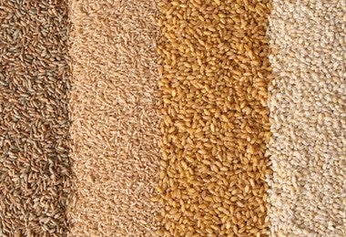 Diferentes variedades de espelta y otros cereales, diversidad de granos integrales