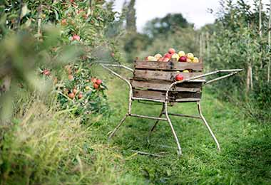 Los veganos y vegetarianos prefieren consumir alimentos de cultivos pequeños o locales. 