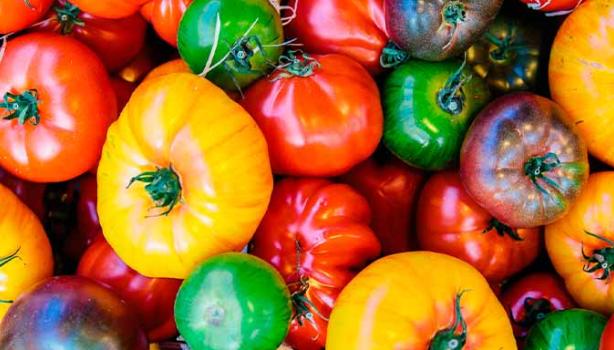 Variedad de tomates de diferentes colores 