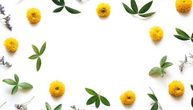 Flores de manzanilla y hojas verdes formando un marco decorativo. Destacar beneficios de la manzanilla en la cocina