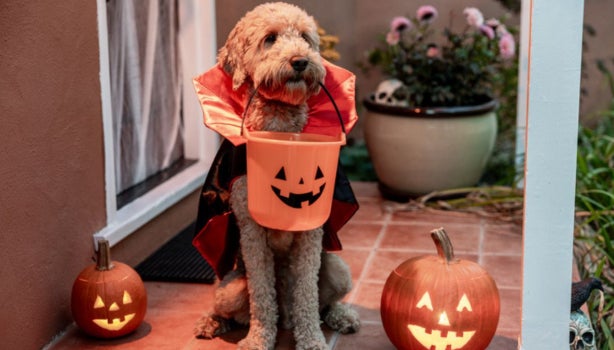 Perrito listo para celebrar Halloween en casa.