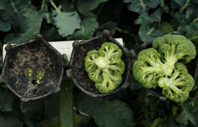 Cosecha de brócoli Cosecha de brócoli