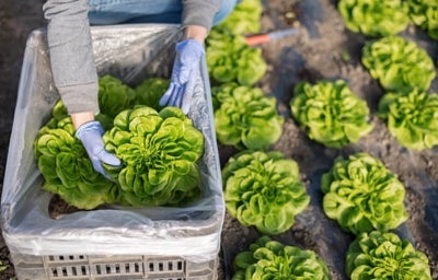 Un tipo de lechuga siendo recogida del campo.