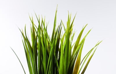Planta para qué sirve la sábila