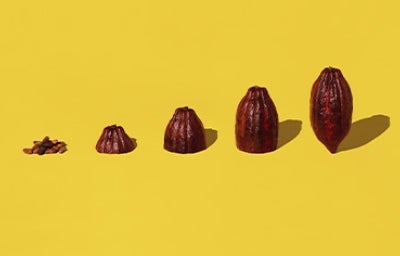 Semillas y frutos de cacao alineadas sobre un fondo amarillo para celebrar el Día Internacional del Cacao Semillas y frutos de cacao alineadas sobre un fondo amarillo para celebrar el Día Internacional del Cacao