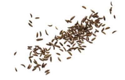 Zizania, granos de hierba acuática que componen el arroz salvaje Varios granos de arroz salvaje.