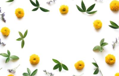 Decoración con flores de manzanilla: toque natural en las recetas Flores de manzanilla y hojas verdes formando un marco decorativo. Destacar beneficios de la manzanilla en la cocina