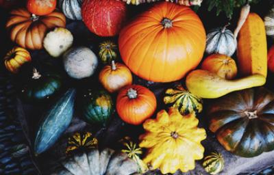 Variedad de tipos de calabacita y calabazas en diferentes tamaños y colores