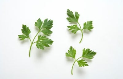 Cilantro, ingrediente fácil de conservar. Tres tallos de cilantro fresco en fondo blanco para conservar.
