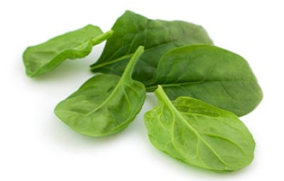 Refrigeración, importante la conservación fresca de la espinaca. Hojas de espinaca fresca por conservación en la nevera.