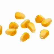 Granos de maíz.