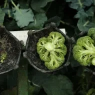Cosecha de brócoli