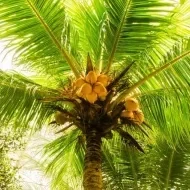Palmera con frutos 