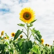 Flor y semillas de girasol en un campo repleto de girasoles y sus hojas