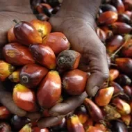 Chontaduro recién sacado de la palma