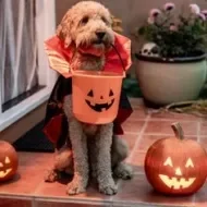 Perrito listo para celebrar Halloween en casa.