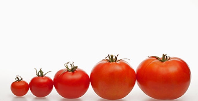 Tomates de distintos tamaños para usar en una salsa pomodoro. Tomates de distintos tamaños para usar en una salsa pomodoro.